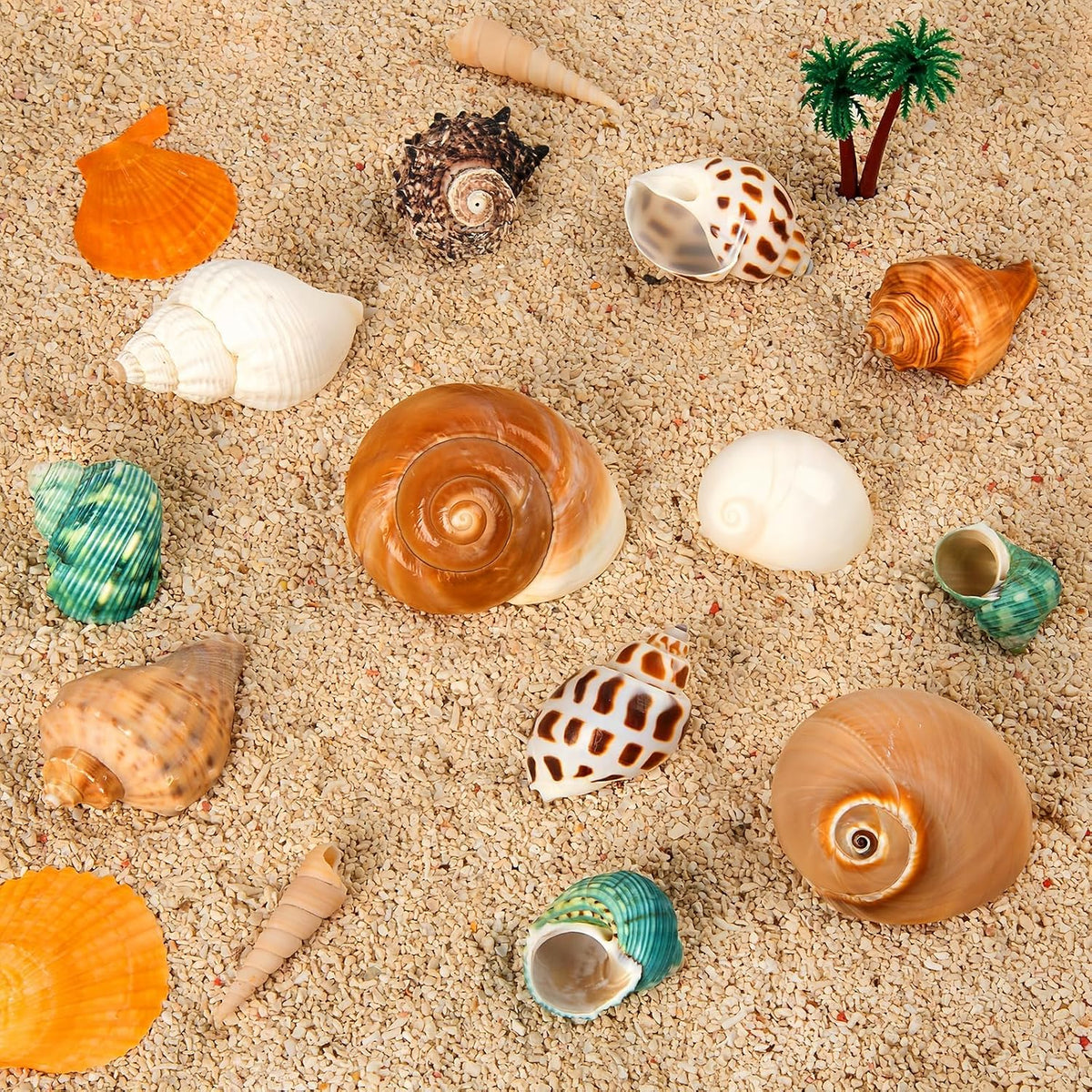 12PCS Hermit Crab Shells 1.6"-3.2", Growth Turbo Seashells – Essentials for Fish - image 2
