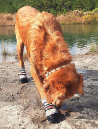 All Weather Neoprene Paw Protector Dog Boots with Reflective Straps - Multicolor / XL - image 3