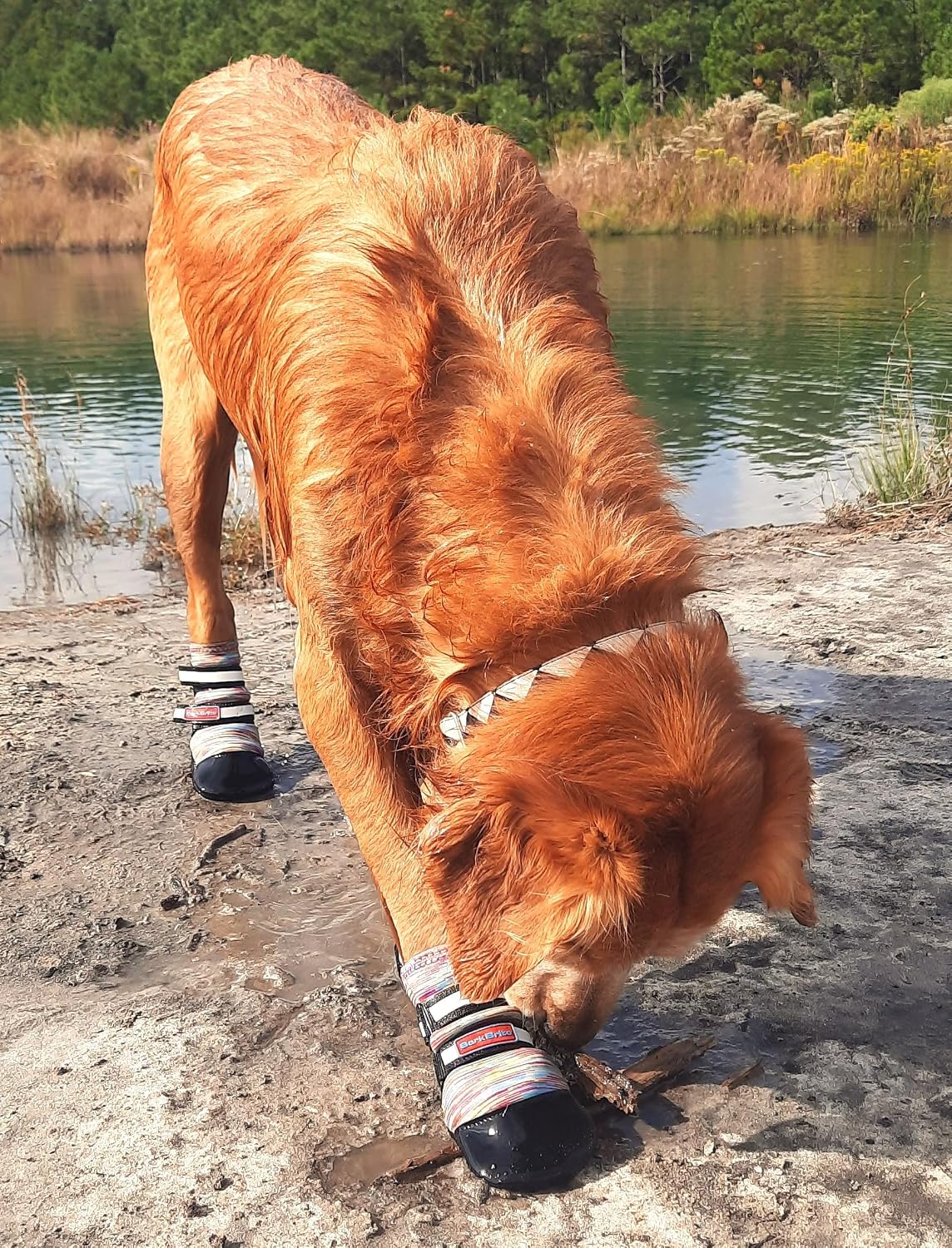 All Weather Neoprene Paw Protector Dog Boots with Reflective Straps - Multicolor / XL - image 3