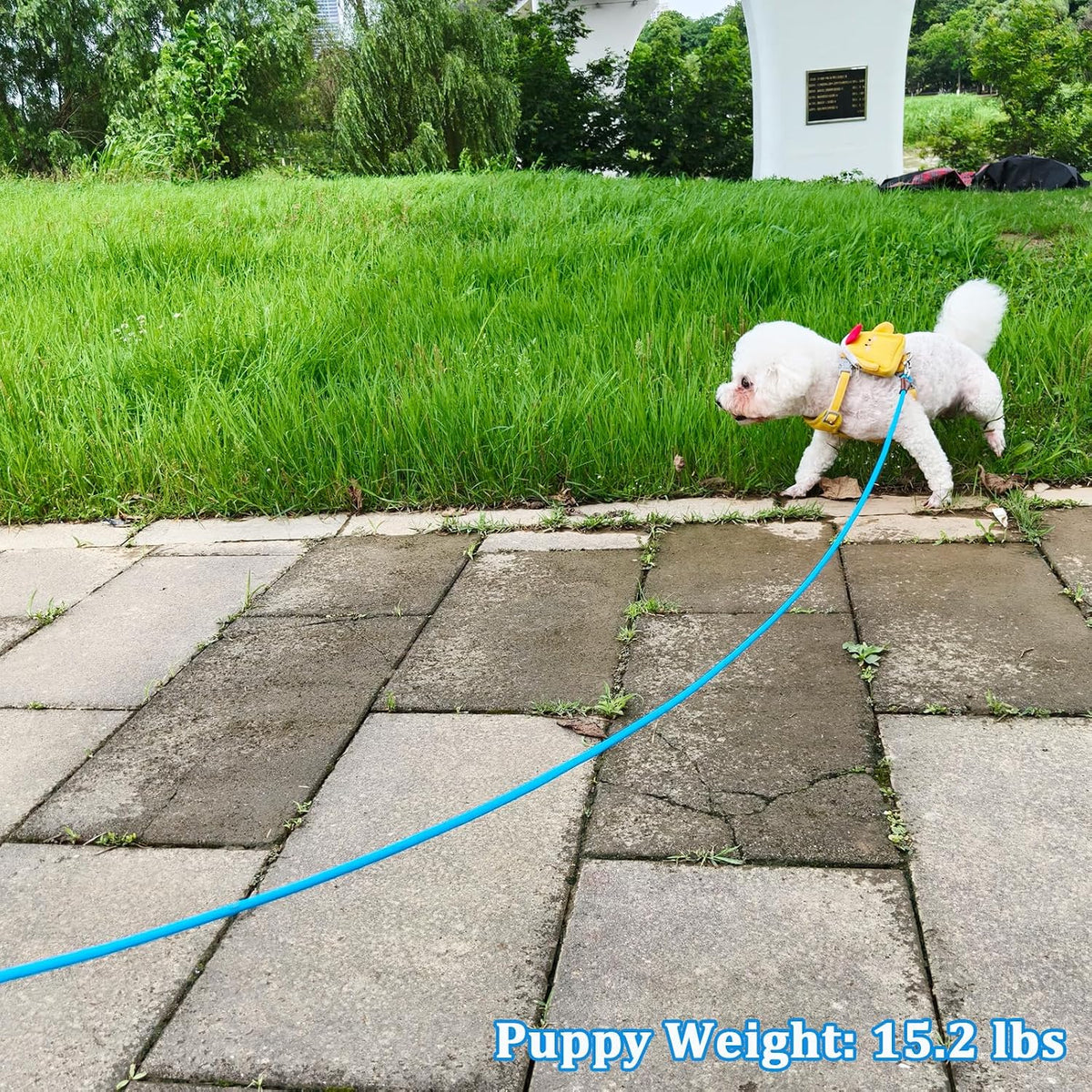 WYuZe 5ft Puppy Leash for Small Dogs Cats - Blue / 10 FT (3~26 lbs) - image 4