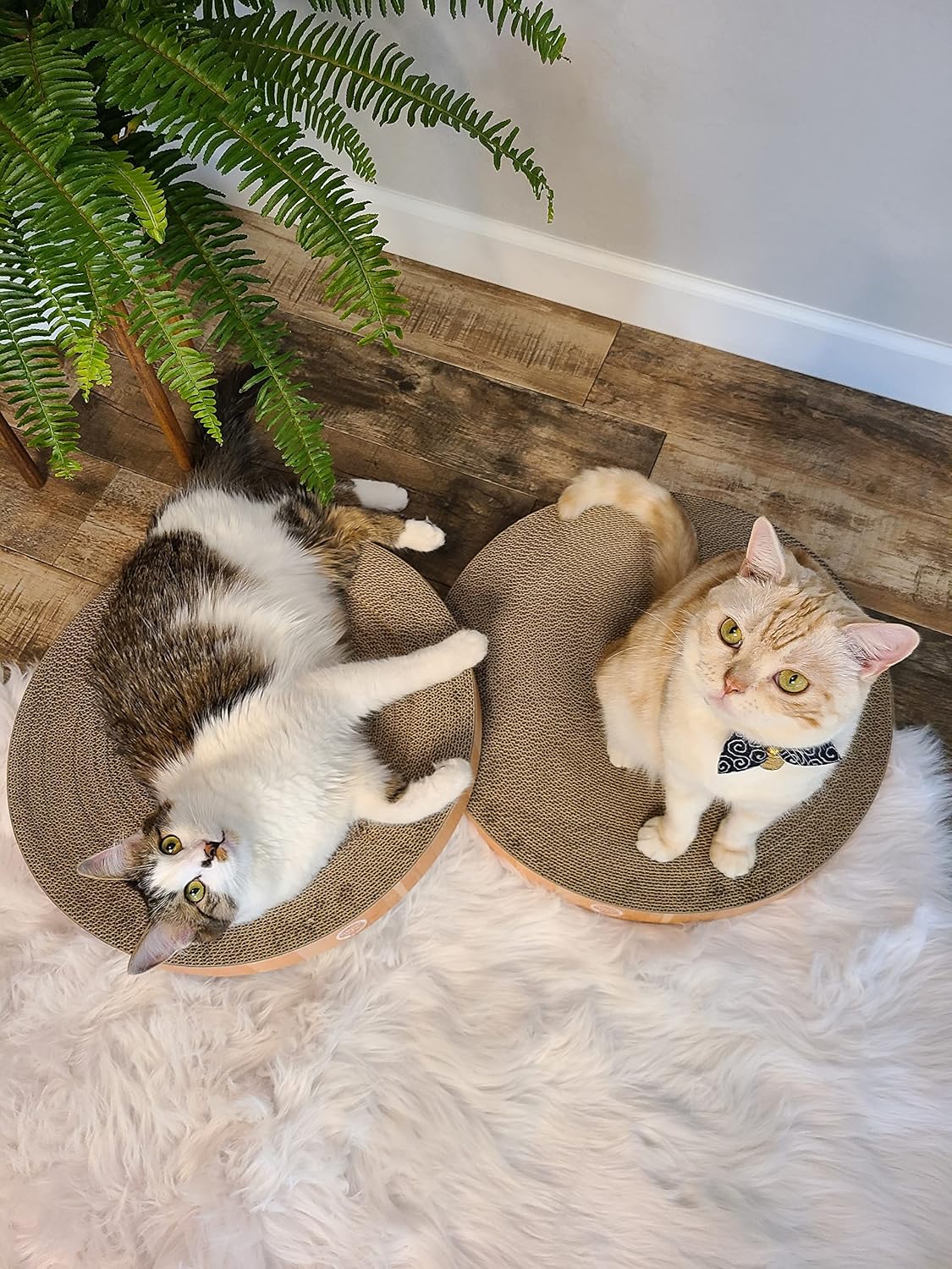 Necoichi Cat Scratcher Bowl Replacement for Indoor Cats - Regular / Oak - image 2