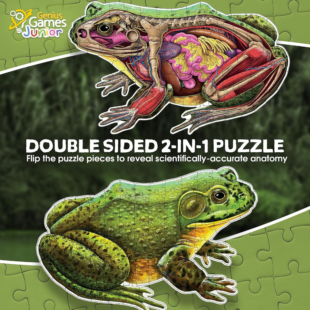 Genius Games shark anatomy floor puzzle showing a great white shark and its anatomy - view 14