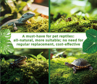 Live Moss for Terrarium Bedding & Reptile Enclosures – Daily Care for Reptiles And Amphibians - image 3