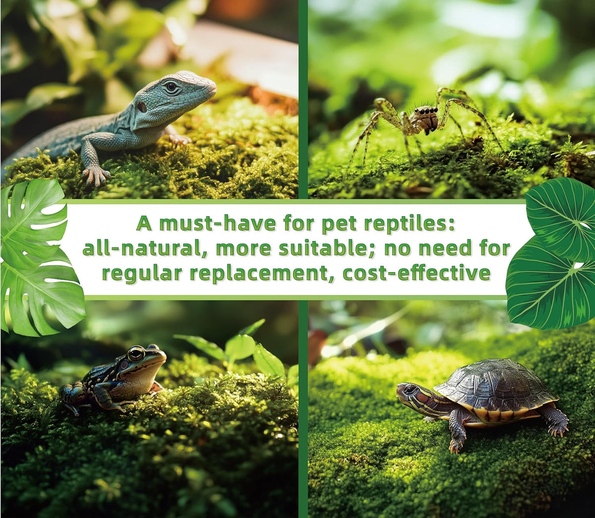 Live Moss for Terrarium Bedding & Reptile Enclosures – Daily Care for Reptiles And Amphibians - image 3