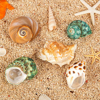 5PCS Hermit Crab Shells, Natural Sea Conch Size 2.1", 2.8" - image 2