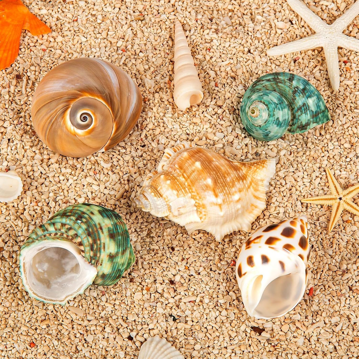 5PCS Hermit Crab Shells, Natural Sea Conch Size 2.1", 2.8" - image 2
