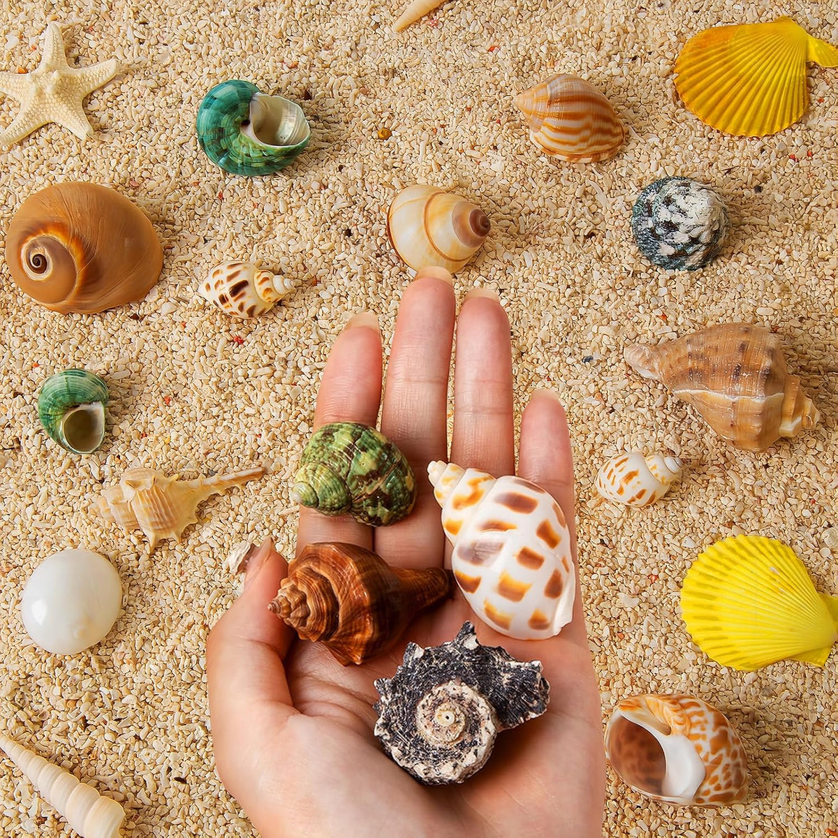 16PCS Hermit Crab Shells Medium Small, Sea Conch Size 1.1", 2.4" - image 4