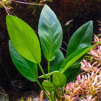 Ultum Nature Systems Anubias Nana Pinto Tissue Culture Live Plant for Aquarium, Freshwater Fish Tank, Aquascaping - 100% Snail Free in Vitro