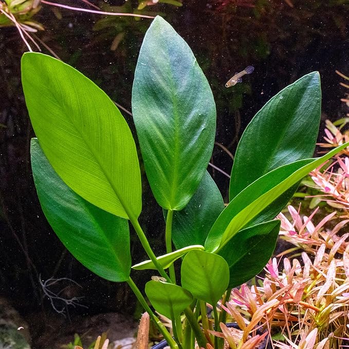 Ultum Nature Systems Anubias Heterophylla Tissue Culture Live Plant for Aquarium, Aquascape, Freshwater Fish Tanks - 100% Snail Free in Vitro