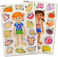 Human Body Model for Kids - Natural Multicolor