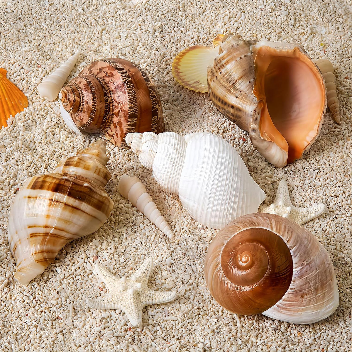 5PCS Large Hermit Crab Shells 2.8"-4" Seashells - image 2