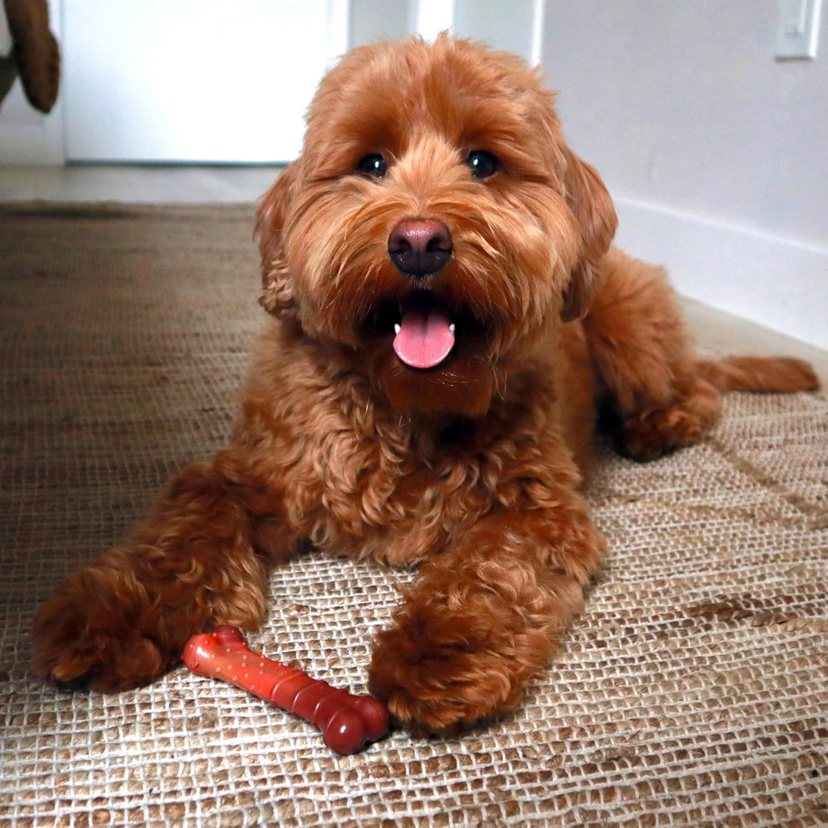 Nylabone Power Chew Basted Blast Dog Chew Toy - Beef Jerky / X-Small - image 3