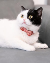Collar for Cat Pet Breakaway with Bell Bowtie Detachable Bow - Kimono-Blue & Pink - image 2