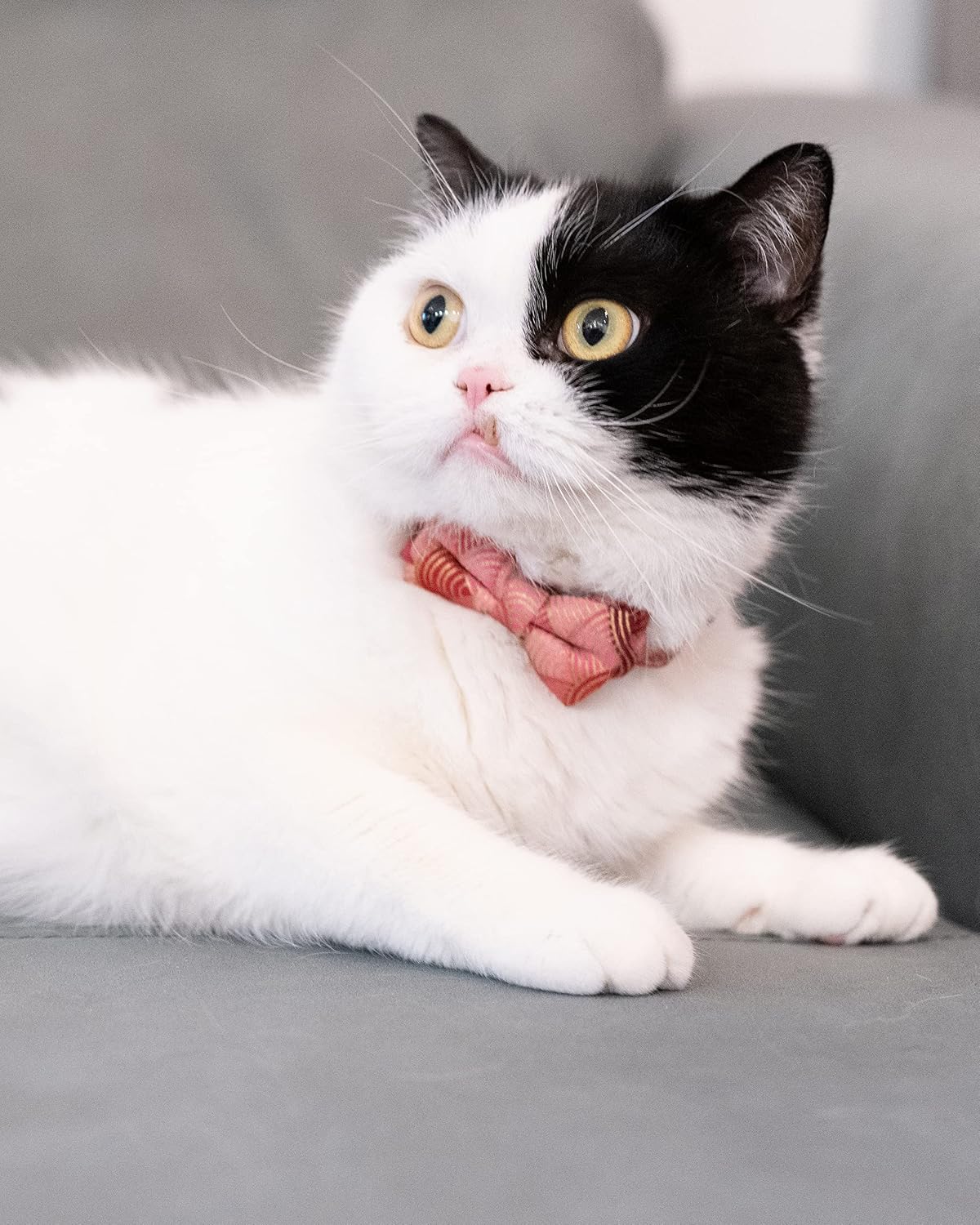 Collar for Cat Pet Breakaway with Bell Bowtie Detachable Bow - Kimono-Blue & Pink - image 2