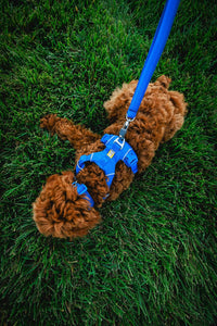 Ruffwear, Front Range Dog Collar - Coastal Fade / 11"-14" - image 3