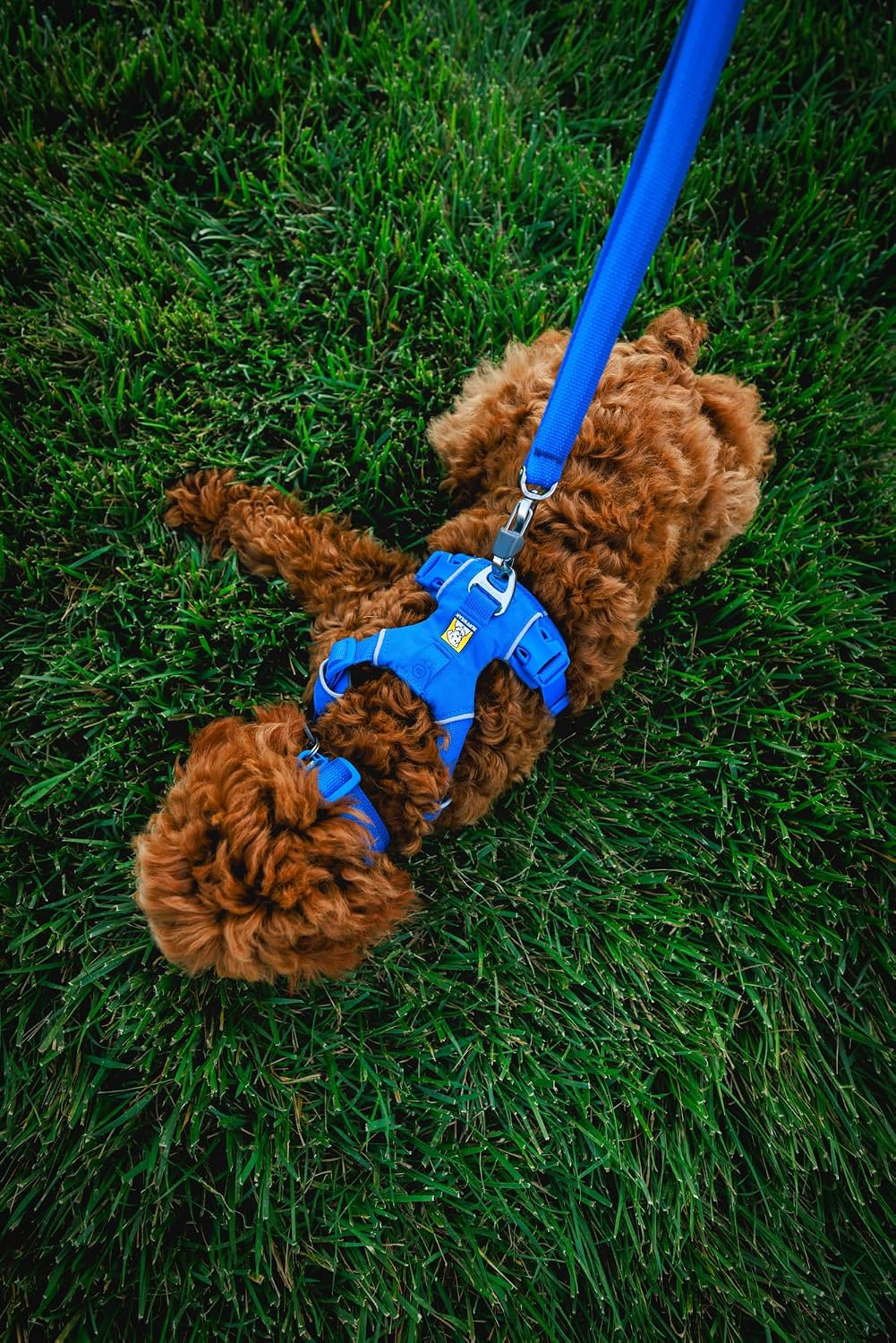 Ruffwear, Front Range Dog Collar - Coastal Fade / 11"-14" - image 3