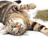 Petlinks Pure Bliss 100% Certified USDA Organic Catnip for Cats & Kittens, Pure & Potent Stimulant/Attractant, Shaker Canister - 2.0 oz