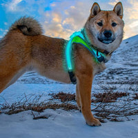 Noxgear LightHound - Multicolor LED Illuminated, Reflective Dog Harness (Medium)