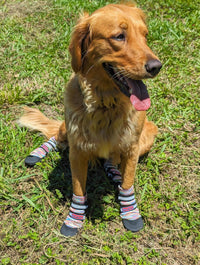 All Weather Neoprene Paw Protector Dog Boots with Reflective Straps - Multicolor / Medium - image 2