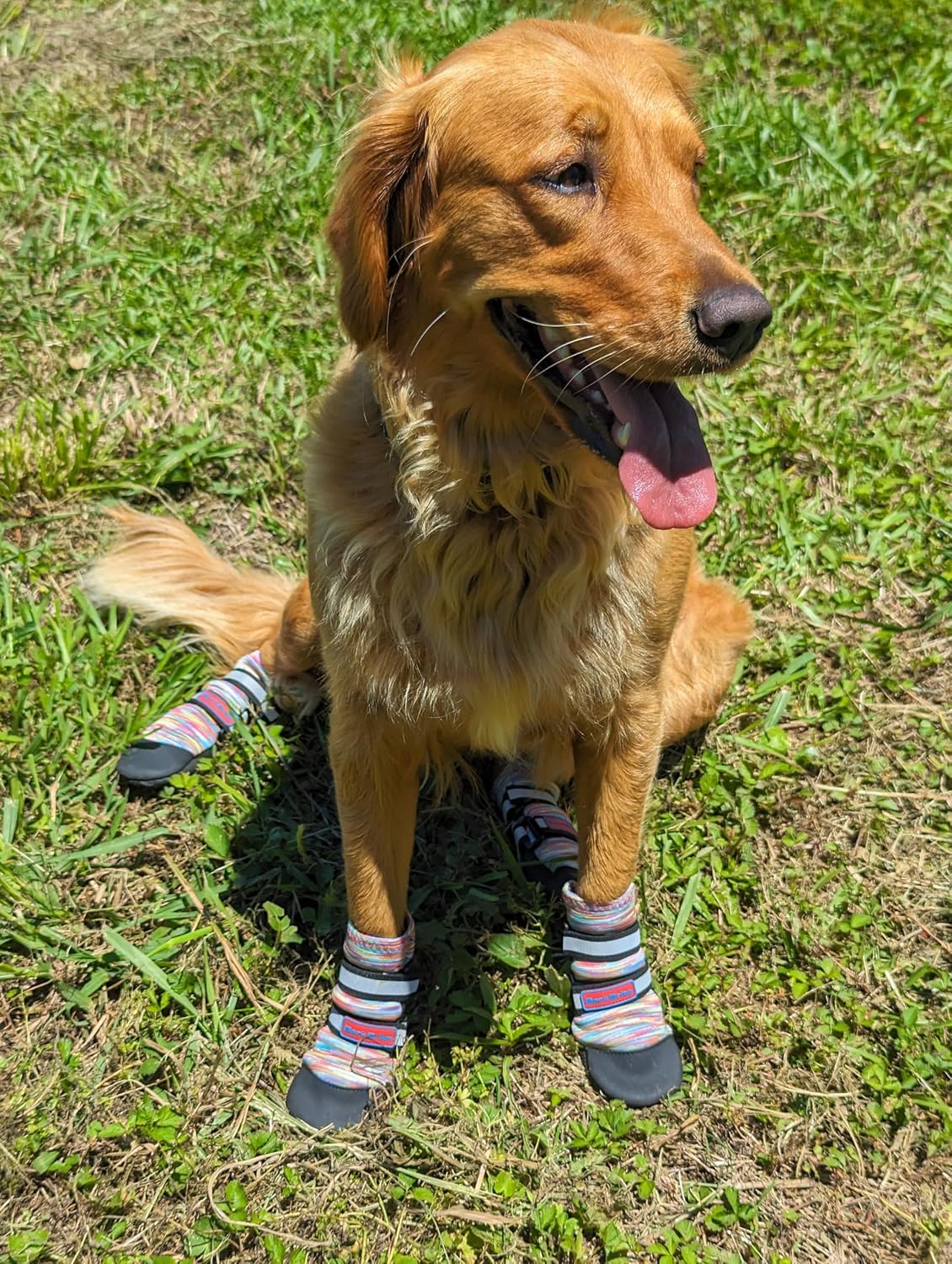All Weather Neoprene Paw Protector Dog Boots with Reflective Straps - Multicolor / Medium - image 2