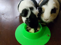 Tip-Proof Ergonomic Pet Bowl for Guinea Pig and Other Small Pets - Small 1/4 cup (Pack of 2) - image 4