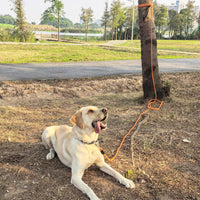 ZALER Long Dog Leash, 50 feet 30ft 20ft 15ft 10ft Dog Training Lead, Heavy Duty Reflective Check - Black Purple / 15FT*2/5" - image 3