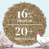 Organic Chicken Feed – Layer Mash, Non-GMO, USA Grown, 16% Protein, Corn-Free, Soy-Free, Non-Medicated Feed for Chickens, 46 lbs