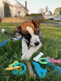Nylabone Puppy Pacifier Chew Toy - Bundle / Small - image 2