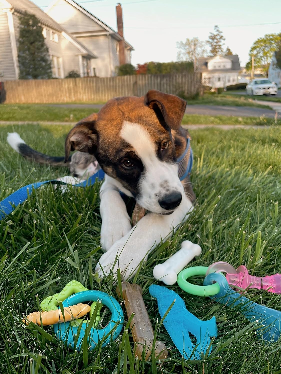 Nylabone Puppy Pacifier Chew Toy - Bundle / Small - image 2