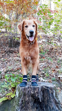 All Weather Neoprene Paw Protector Dog Boots with Reflective Straps - Black / Large