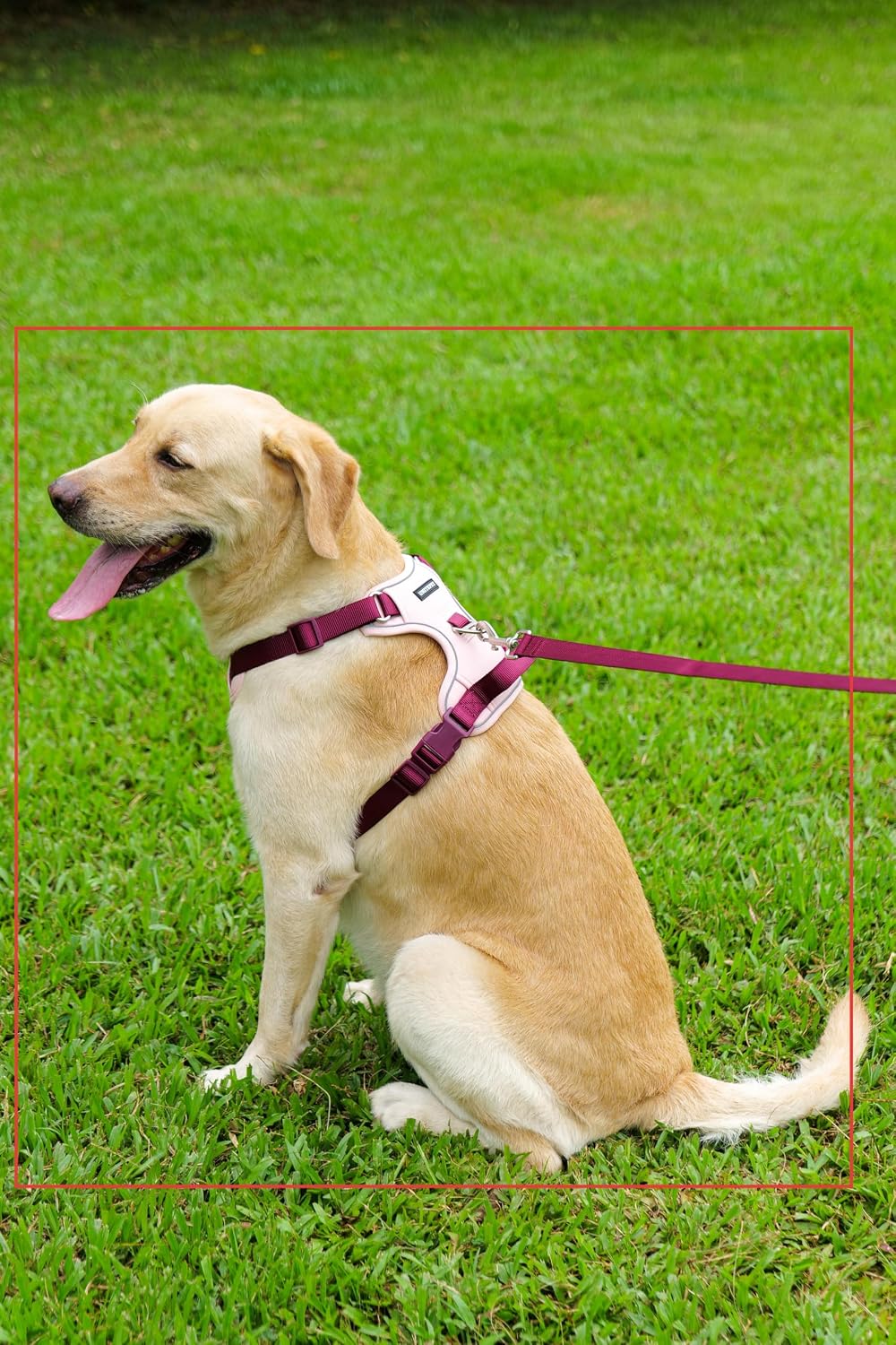 Dog Harness and Leash Set with Collar - Pink / S(Neck:15.7-20.5",Chest:18.9-23.6") - image 3