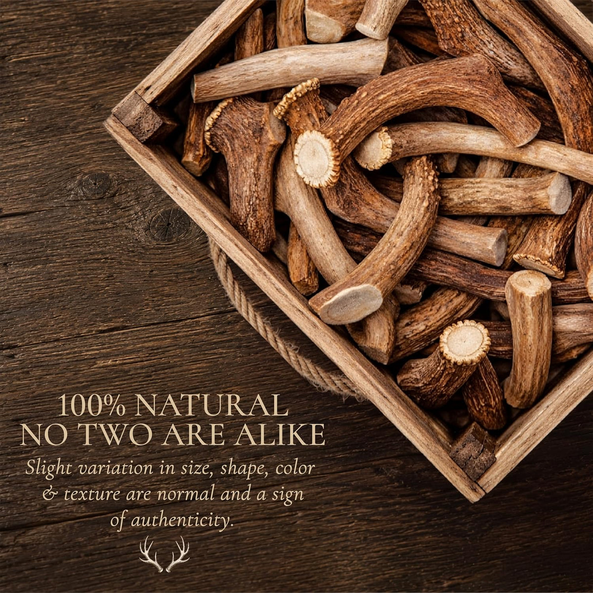 WhiteTail Naturals 12 Pack Whole Deer Antlers for Petite Dogs Up - 2X-Large (Pack of 2) - image 4