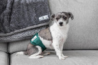 Pet Parents Washable Belly Bands for Male Dogs + Extendrs of Durable - X-Small (11-13") / Spruce - image 2