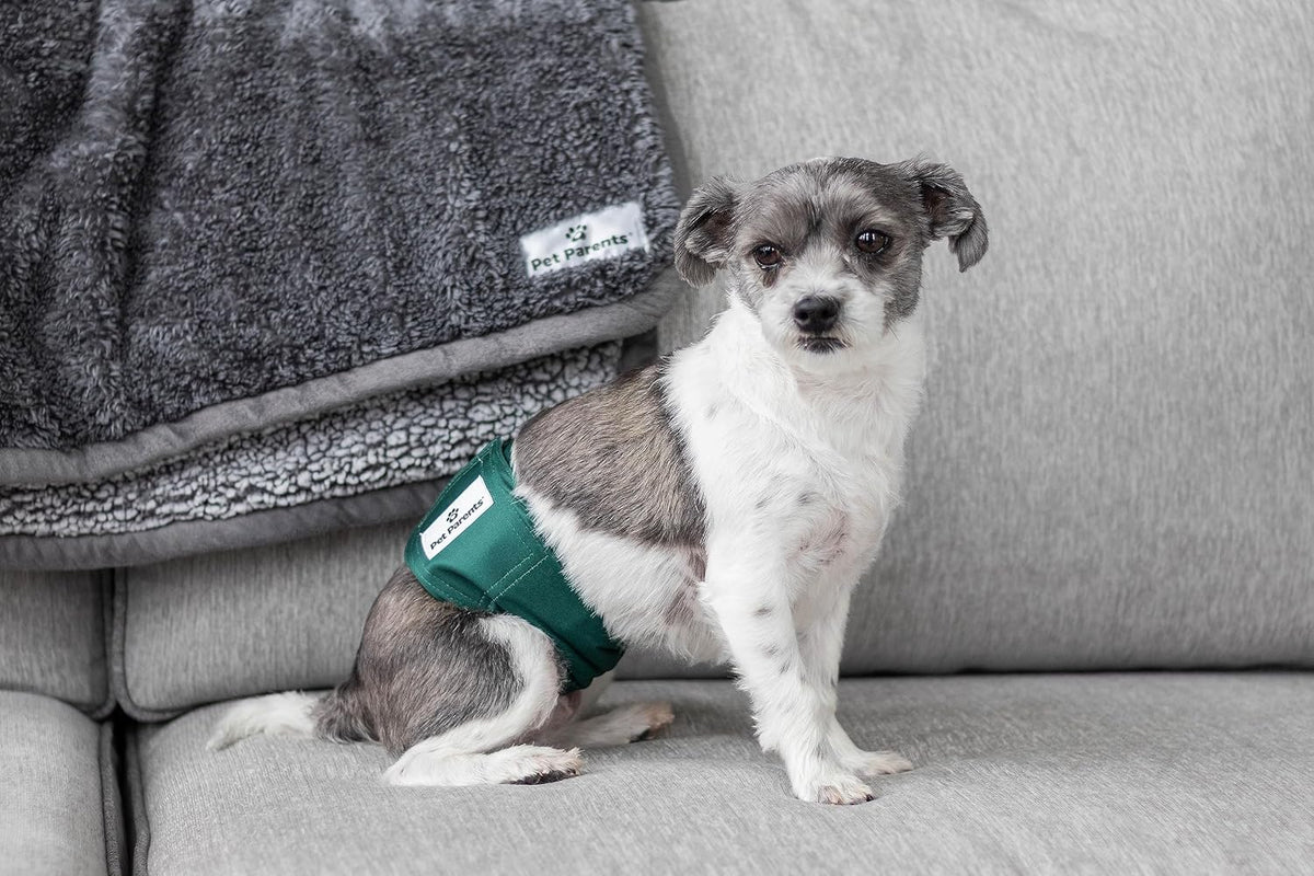 Pet Parents Washable Belly Bands for Male Dogs + Extendrs of Durable - X-Small (11-13") / Spruce - image 2