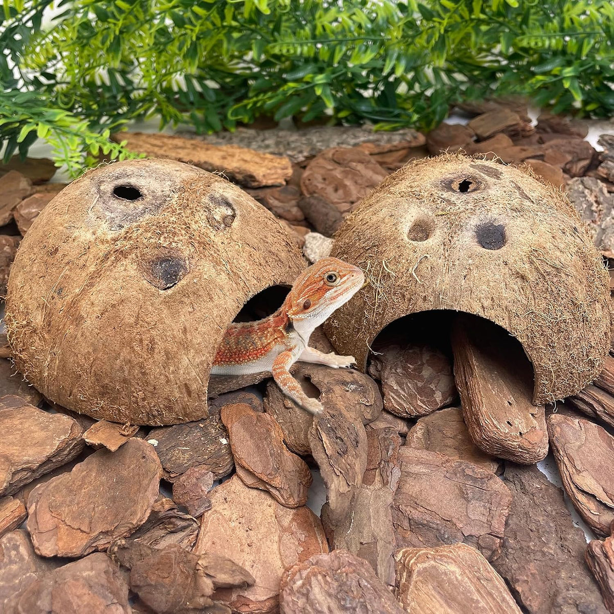 PINVNBY 2 PCS Natural Coconut Reptile Hideouts Lizard Coco Hut Hermit - Natural Surface / 2 PCS - image 2