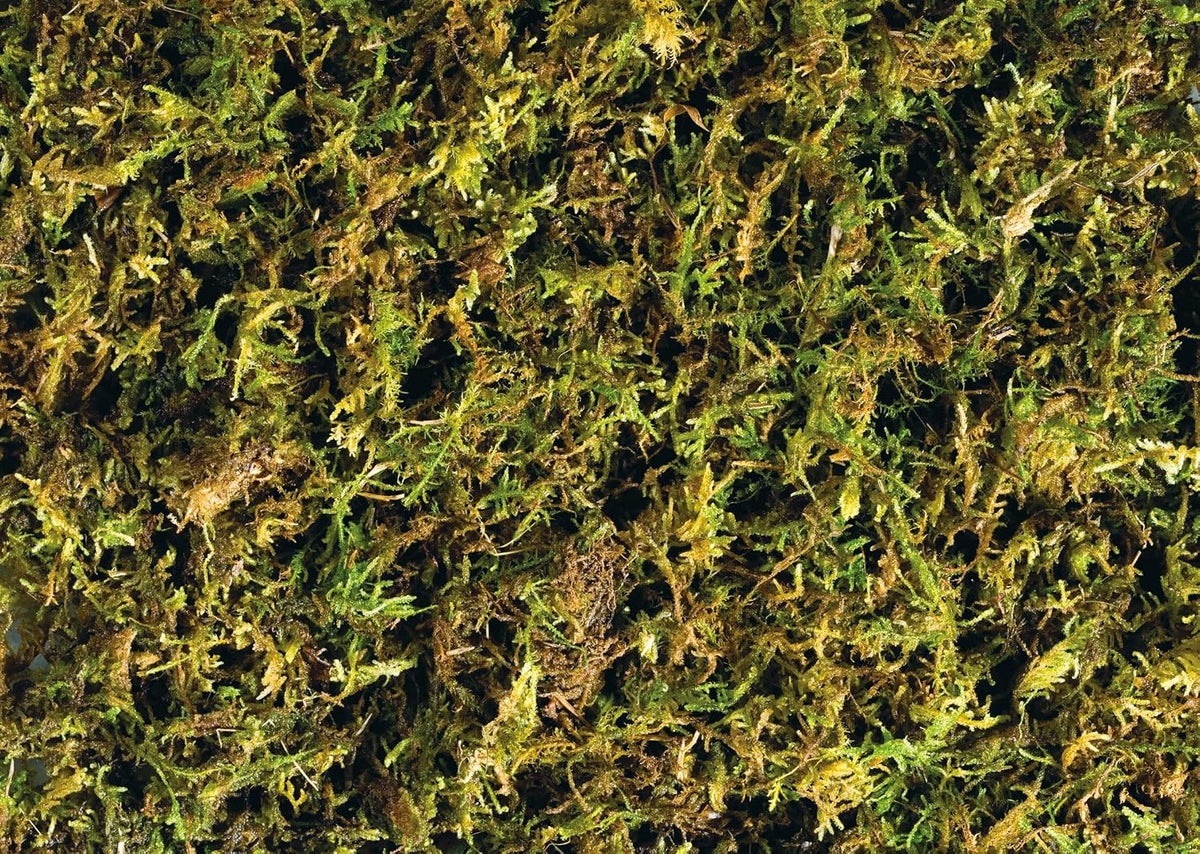 Exo Terra Forest Plume Moss, 7 Quarts - image 2