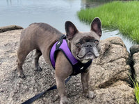 Gooby Escape Free Easy Fit Dog Harness, Step-in - Medium chest (18~21.75") / Purple - image 2