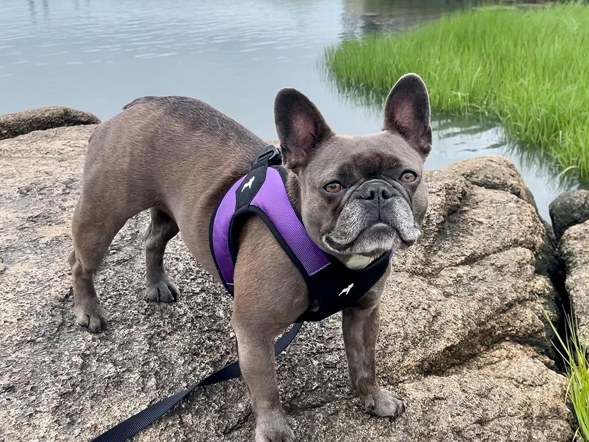 Gooby Escape Free Easy Fit Dog Harness, Step-in - Medium chest (18~21.75") / Purple - image 2