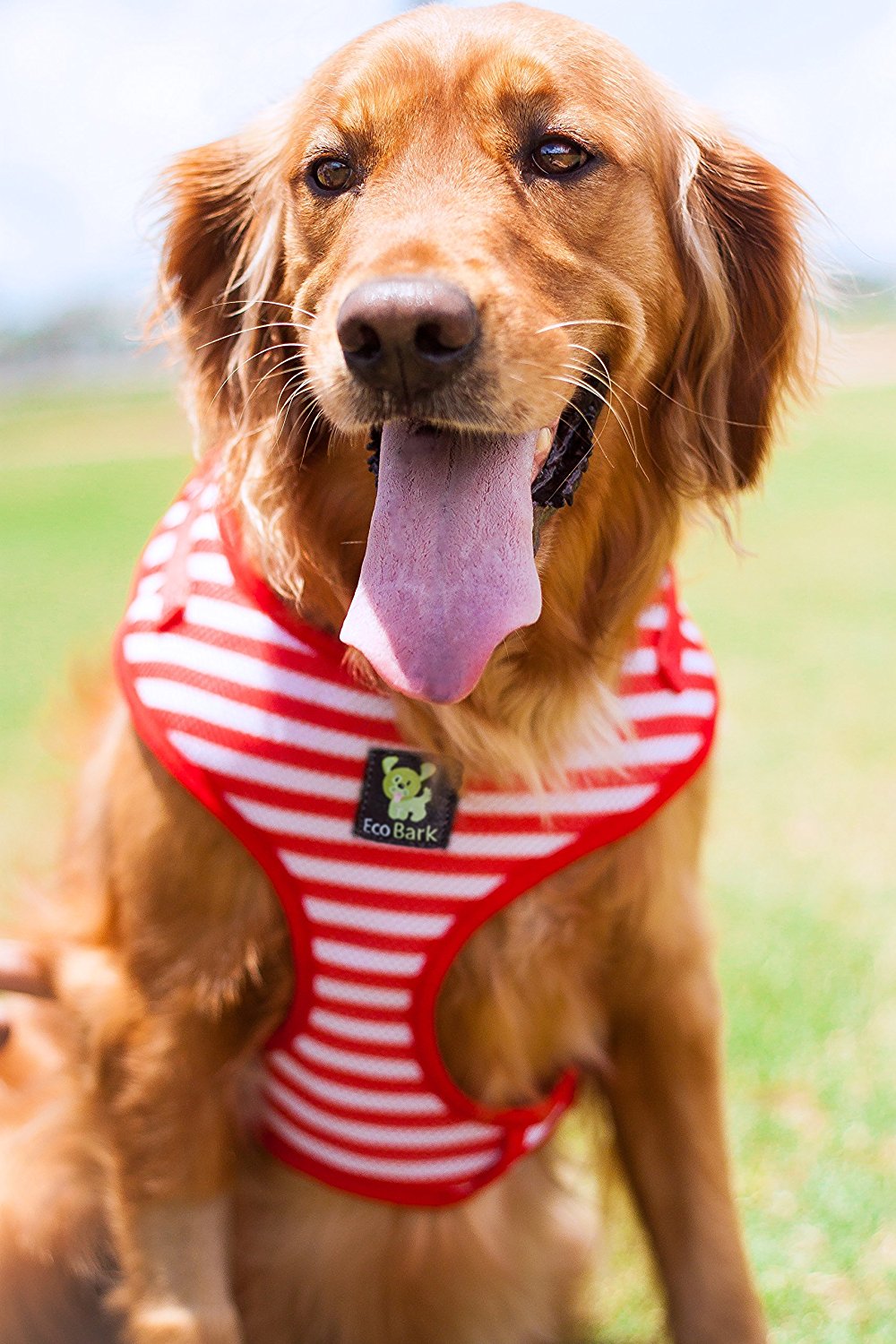EcoBark Custom-Fit Harness & Leash Combo - Red Stripe - BIG FRENCHIES