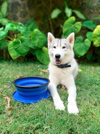 Tuff Pupper SuperBigSlurp Collapsible Dog Bowls - Nebulas Blue / XX-Large (100oz) - 2 Bowls - image 3