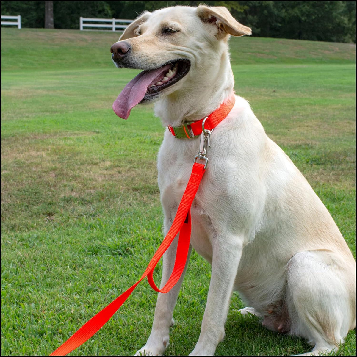 Country Brook Petz - Premium Nylon Dog Collar with Metal Buckle for Small Medium Large Breeds - 30+ - Medium (Pack of 1) / Hot Orange - image 2