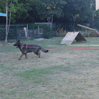 Dog/Puppy Obedience Recall Training Agility Lead, Great for Play - Pink / 50 Feet