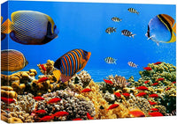 wall26 Canvas Print Wall Art Tropical Island Underwater Fish Red Anemone Nature Animals Photography Realism Rustic Scenic Landscape Wilderness Colorful for Living Room, Bedroom, Office - 16"x24"