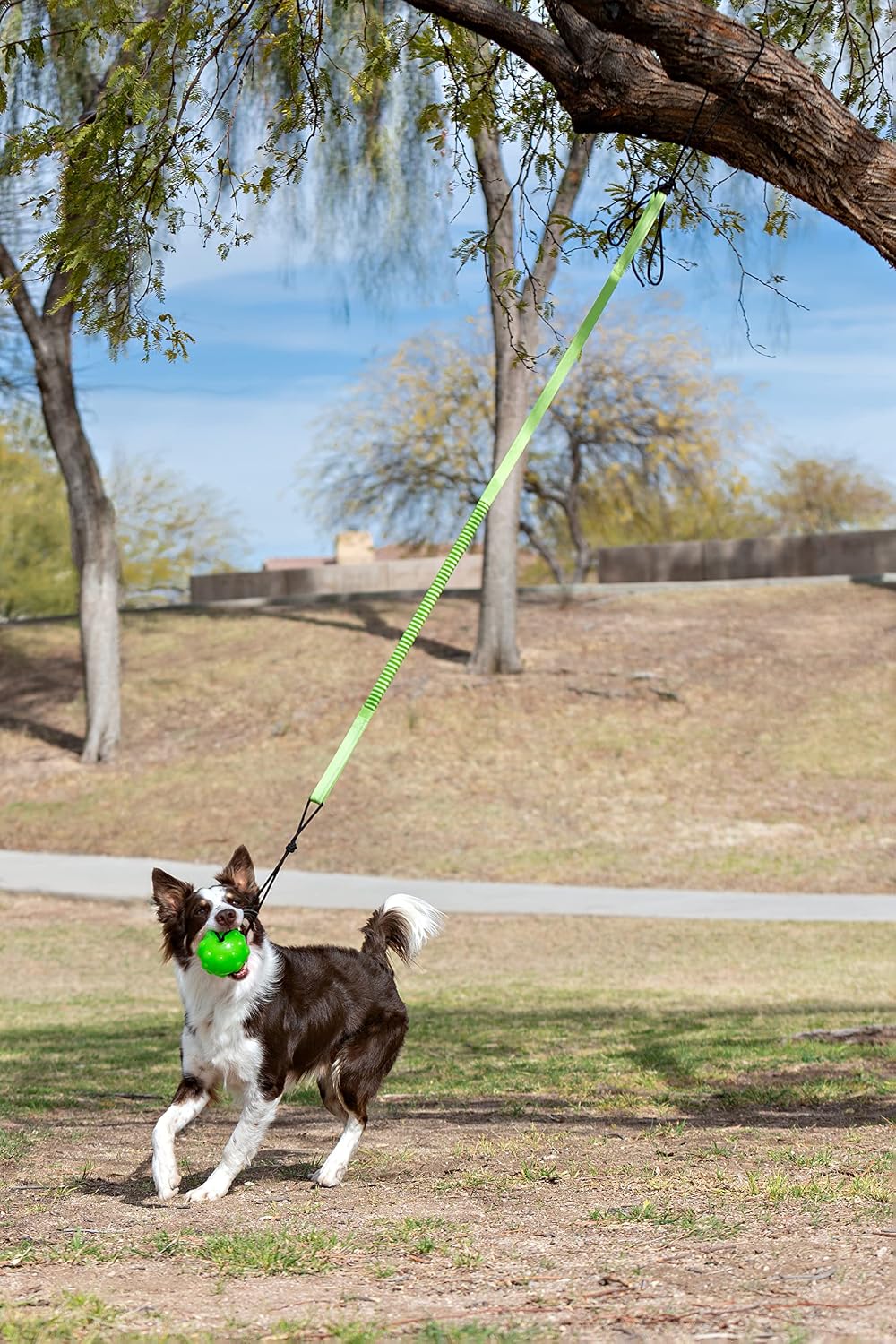 Jolly Pets Tree Tugger Interactive Bungee Dog Toy, Green – Essentials for Dogs - (Pack of 12) / Dog - image 4