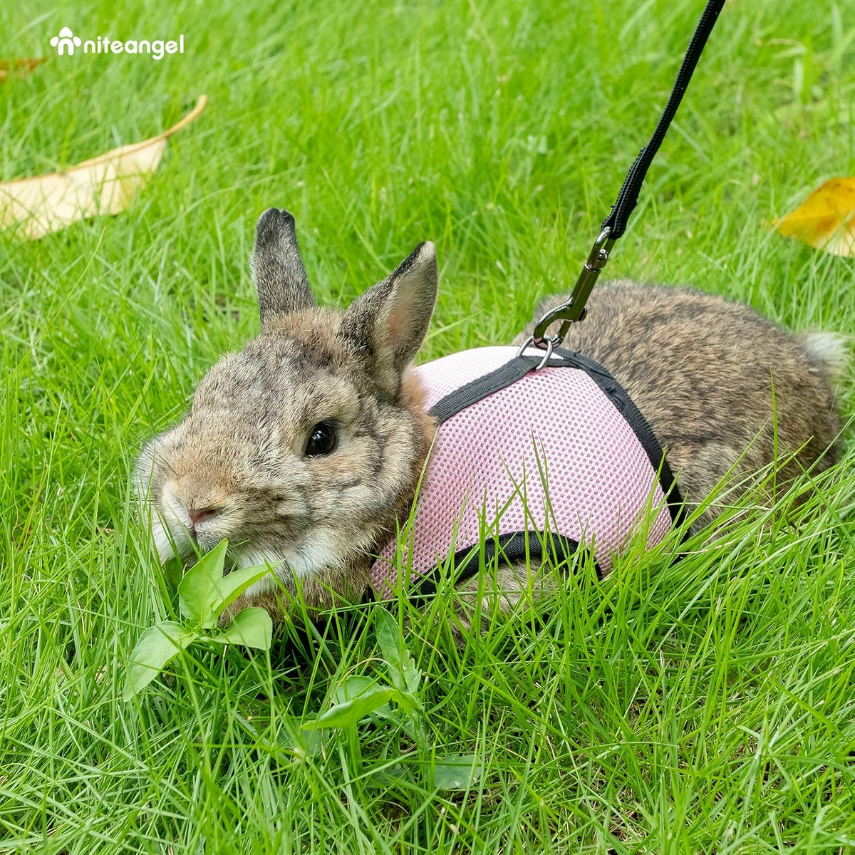Niteangel Adjustable Soft Harness with Elastic Leash for Rabbits – Essentials for Small Pets - M / Pink - image 2