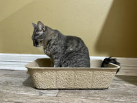 Midlee Disposable Cat Litter Boxes Pack of 5- Travel Portable Pet Tray Liner Pan