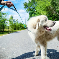 Joytale Reflective Dog Leash for Medium & Large Dogs - 4 ft 2 Handle / SkyBlue - image 2
