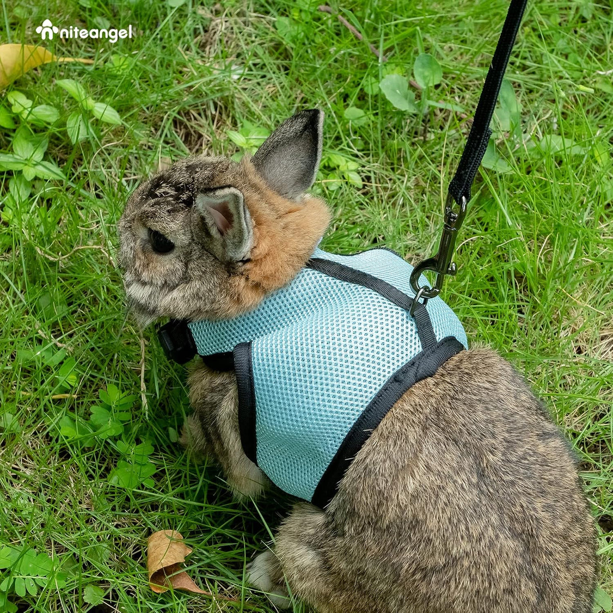 Niteangel Adjustable Soft Harness with Elastic Leash for Rabbits – Essentials for Small Pets - L / Black - image 3