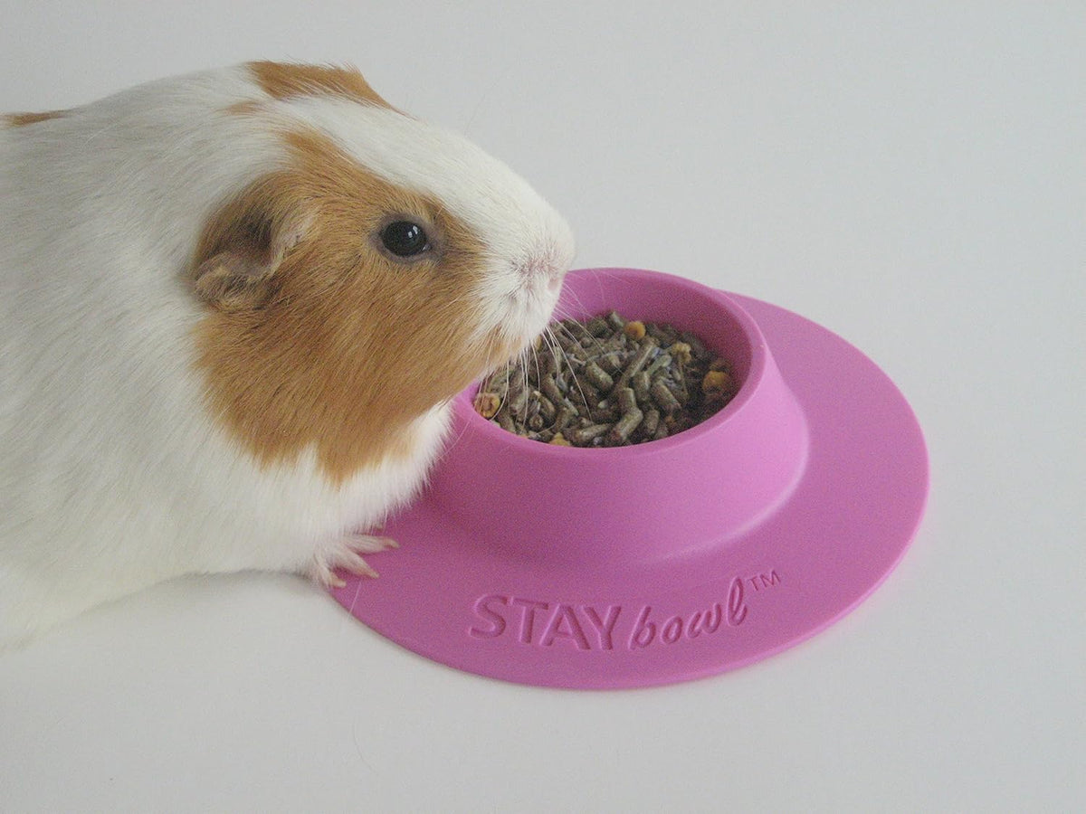 Tip-Proof Ergonomic Pet Bowl for Guinea Pig and Other Small Pets - Small 1/4 cup (Pack of 2)