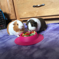 Tip-Proof Bowl for Guinea Pigs and Other Small Pets, Fuchsia - image 3